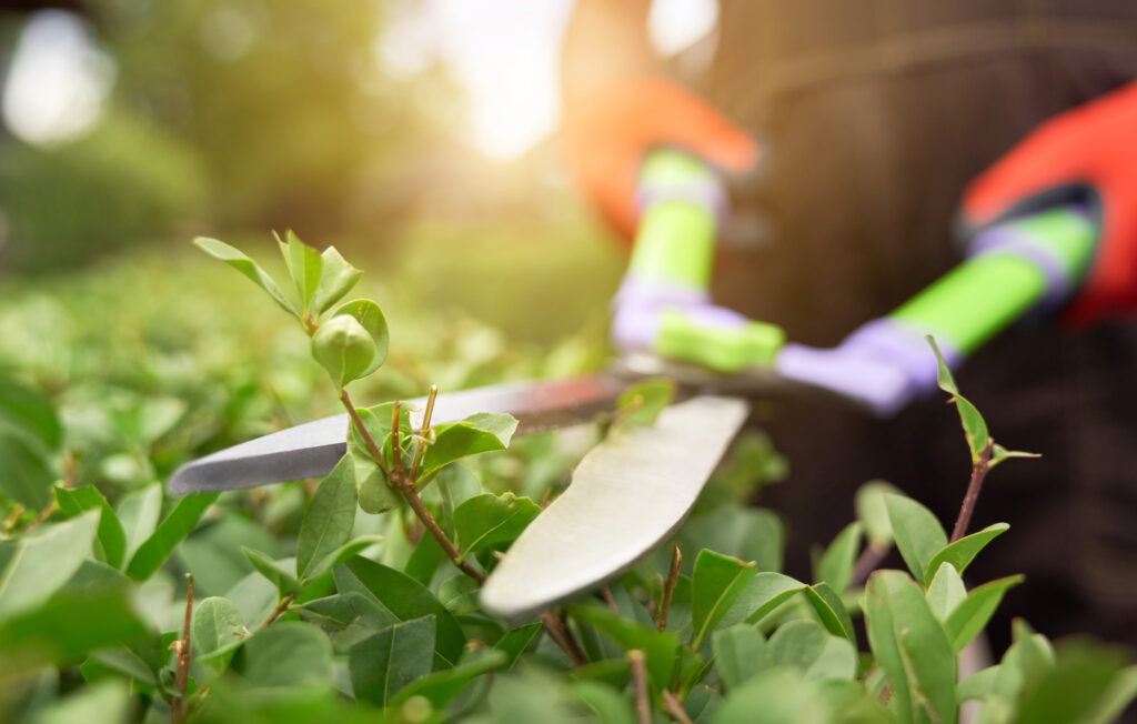 Günstige Heckenpflege vom Gartenservice – direkt aus der Region Cloppenburg